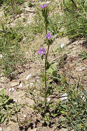 Legousia falcata \ Sichel-Frauenspiegel / Spicate Venus' Looking-Glass, I Liguria, Dolcedo 23.5.2013