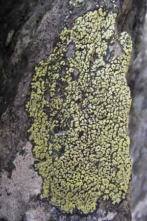 Rhizocarpon geographicum \ Landkarten-Flechte / Map Lichen, I Liguria, Monte Beigua 24.5.2013