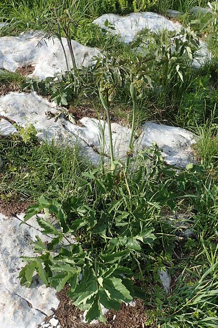 Laserpitium gaudinii \ Gaudins Laserkraut / Gaudin's Sermountain, I Alpi Bergamasche, Pizzo Arera 9.6.2017
