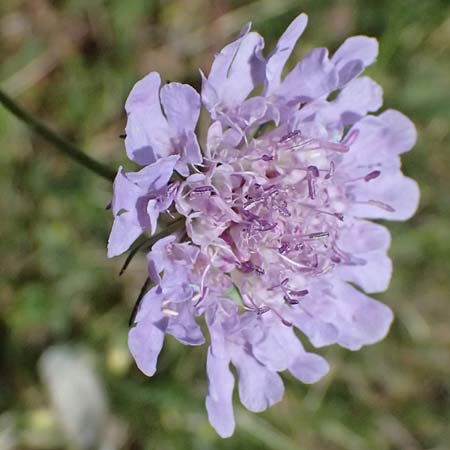 Lomelosia graminifolia \ Grasbl�ttrige Skabiose / Grass-Leaved Scabious, I Bormio 8.7.2026