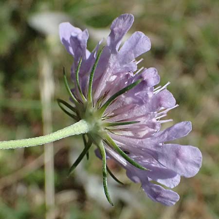 Lomelosia graminifolia \ Grasbl�ttrige Skabiose / Grass-Leaved Scabious, I Bormio 8.7.2026