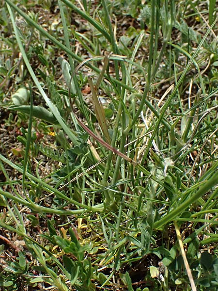 Lomelosia graminifolia \ Grasbl�ttrige Skabiose / Grass-Leaved Scabious, I Bormio 8.7.2026