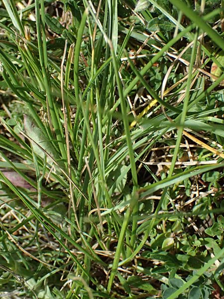 Lomelosia graminifolia \ Grasbl�ttrige Skabiose / Grass-Leaved Scabious, I Bormio 8.7.2026