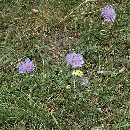 Lomelosia graminifolia \ Grasbl�ttrige Skabiose / Grass-Leaved Scabious, I Bormio 8.7.2026