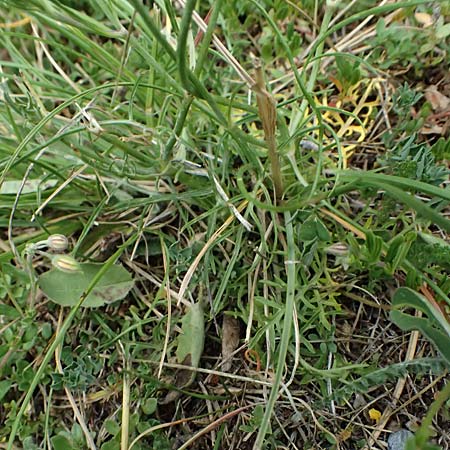 Lomelosia graminifolia \ Grasbl�ttrige Skabiose / Grass-Leaved Scabious, I Bormio 8.7.2026