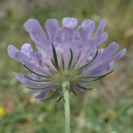 Lomelosia graminifolia \ Grasbl�ttrige Skabiose / Grass-Leaved Scabious, I Bormio 8.7.2026
