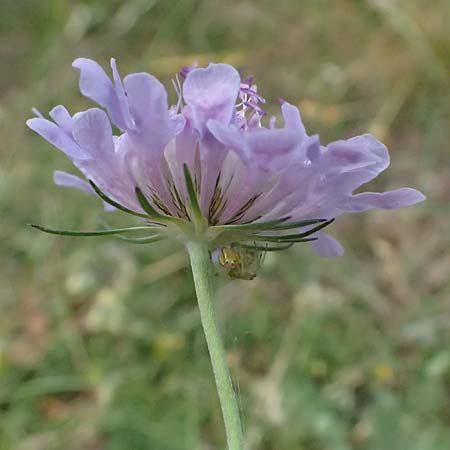 Lomelosia graminifolia \ Grasbl�ttrige Skabiose / Grass-Leaved Scabious, I Bormio 8.7.2026