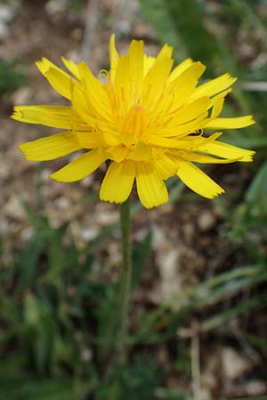 Leontodon hispidus \ Rauer Lwenzahn, Steifhaariges Milchkraut / Rough Hawkbit, I Südtirol,  Plätzwiese 5.7.2022
