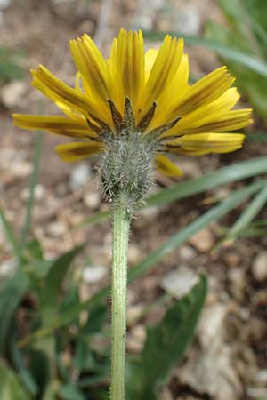 Leontodon hispidus \ Rauer Lwenzahn, Steifhaariges Milchkraut / Rough Hawkbit, I Südtirol,  Plätzwiese 5.7.2022