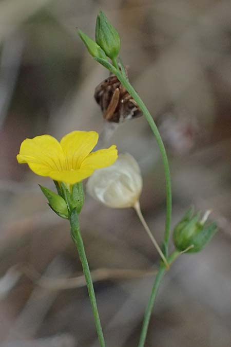 Linum trigynum \ Dreigriffeliger Lein / Southern Flax, I Liguria, Bonassola 4.10.2023