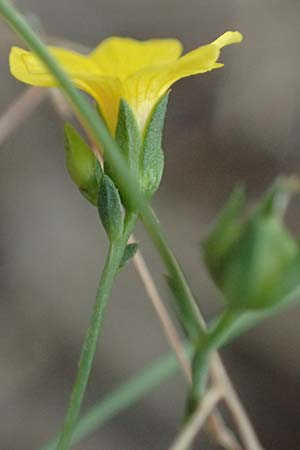 Linum trigynum \ Dreigriffeliger Lein / Southern Flax, I Liguria, Bonassola 4.10.2023