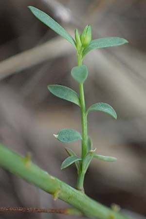 Linum trigynum \ Dreigriffeliger Lein / Southern Flax, I Liguria, Bonassola 4.10.2023