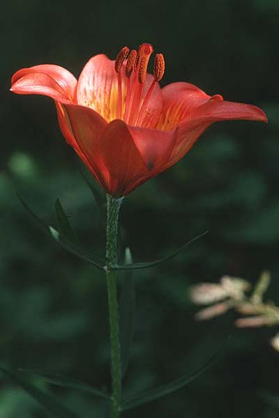 Lilium bulbiferum subsp. croceum \ Orangerote Feuerlilie / Orange Lily, I Terlago 6.6.1989
