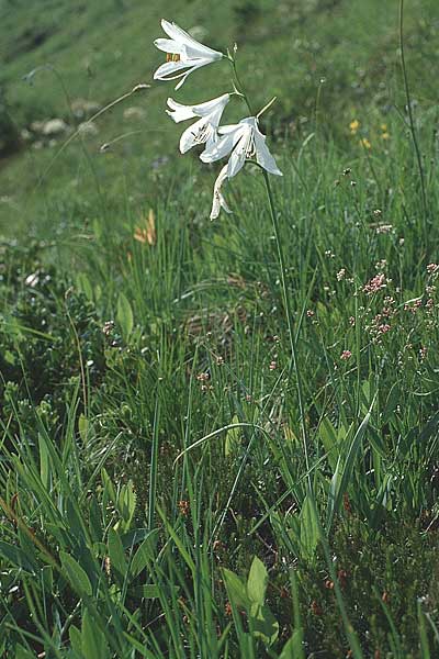 Paradisea liliastrum \ Wei&szlig;e Trichter-Lilie, Paradies-Lilie / St. Bruno's Lily, I Madonna di Campiglio 29.6.1990