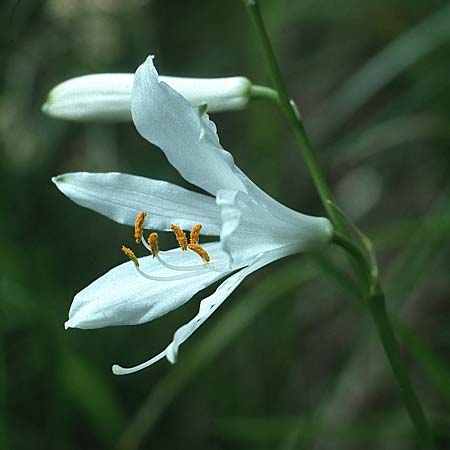 Paradisea liliastrum \ Wei&szlig;e Trichter-Lilie, Paradies-Lilie / St. Bruno's Lily, I St.   Martin am Kofel 28.6.1993
