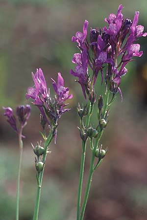 Linaria pelisseriana \ Schlundh�ckriges Leinkraut / Jersey Toadflax, I Tarent/Taranto 10.4.1999