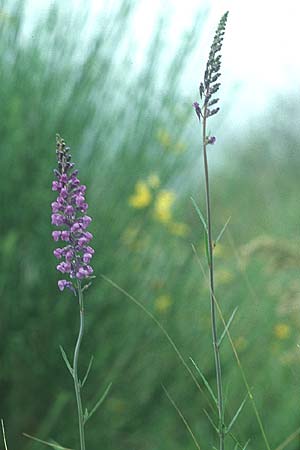 Linaria purpurea \ Purpurrotes Leinkraut / Purple Toadflax, I Latium/Lazio, Maranola 3.6.2004