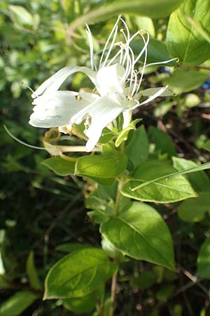 Lonicera japonica \ Japanisches Geiblatt / Japanese Honeysuckle, I Iseosee, Sulzano 8.6.2017
