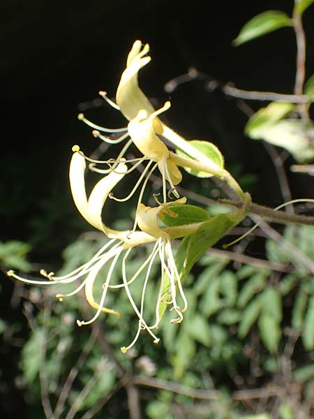 Lonicera japonica \ Japanisches Geiblatt / Japanese Honeysuckle, I Iseosee, Sulzano 8.6.2017