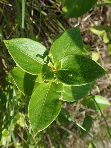 Lonicera japonica \ Japanisches Geiblatt / Japanese Honeysuckle, I Iseosee, Sulzano 8.6.2017