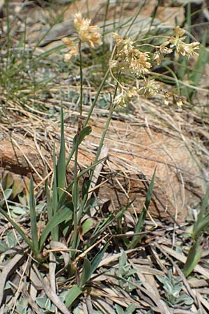 Luzula lutea \ Gold-Hainsimse / Yellow Wood-Rush, I Passo San Marco 10.6.2017