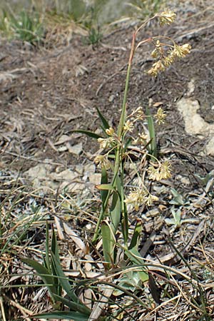 Luzula lutea \ Gold-Hainsimse / Yellow Wood-Rush, I Passo San Marco 10.6.2017