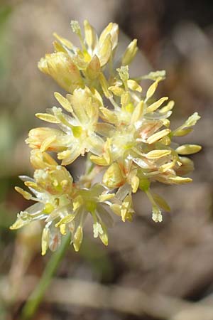 Luzula lutea \ Gold-Hainsimse / Yellow Wood-Rush, I Passo San Marco 10.6.2017