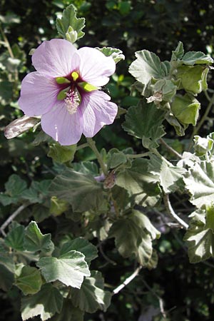 Malva subovata \ Strand-Strauchpappel / Sea Mallow, I Liguria, Toirano 20.5.2013