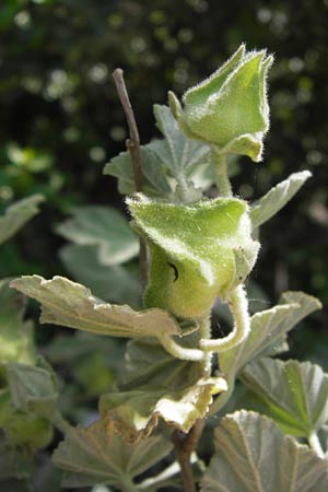 Malva subovata \ Strand-Strauchpappel / Sea Mallow, I Liguria, Toirano 20.5.2013