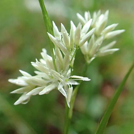 Luzula nivea \ Schneeweie Hainsimse / Swow-white Wood-Rush, I Alpi Bergamasche, Seriana-Valpiana 6.6.2017