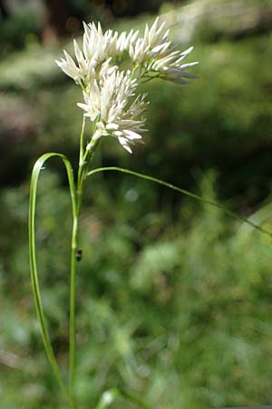 Luzula nivea \ Schneeweie Hainsimse / Swow-white Wood-Rush, I Pragser Wildsee 6.7.2022