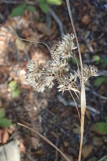 Luzula nivea \ Schneeweie Hainsimse / Swow-white Wood-Rush, I Liguria, Passo di Cento Croci 27.9.2023