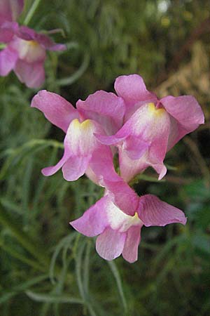 Antirrhinum majus \ Groes Lwenmaul / Snapdragon, I Ancona 29.5.2007