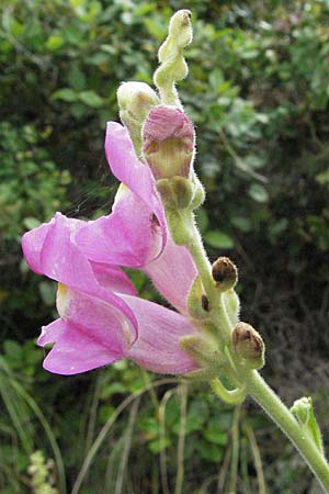 Antirrhinum majus \ Groes Lwenmaul / Snapdragon, I Ancona 29.5.2007