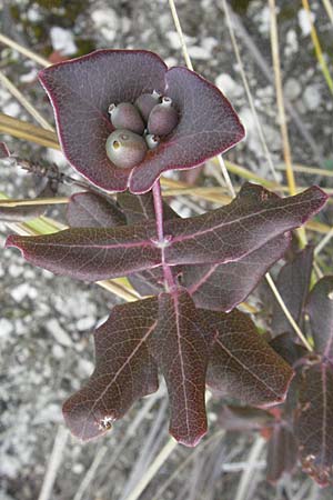 Lonicera implexa \ Windendes Gei�blatt / Evergreen Honeysuckle, I Ancona 29.5.2007