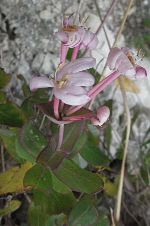 Lonicera implexa \ Windendes Gei�blatt / Evergreen Honeysuckle, I Ancona 29.5.2007