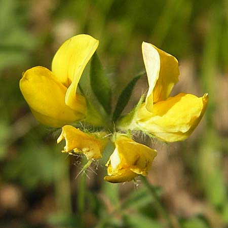 Lotus angustissimus \ Schmalblttriger Hornklee / Slender Bird's-Foot Trefoil, I Sant' Anna d'Alfaedo 17.7.2010