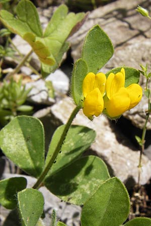Lotus ornithopodioides \ Vogelfu��hnlicher Hornklee, I Liguria, Toirano 20.5.2013