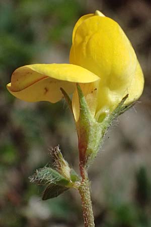 Lotus delortii \ Delorts Hornklee / Delort's Bird's-Foot Trefoil, I Varese Ligure 27.9.2023