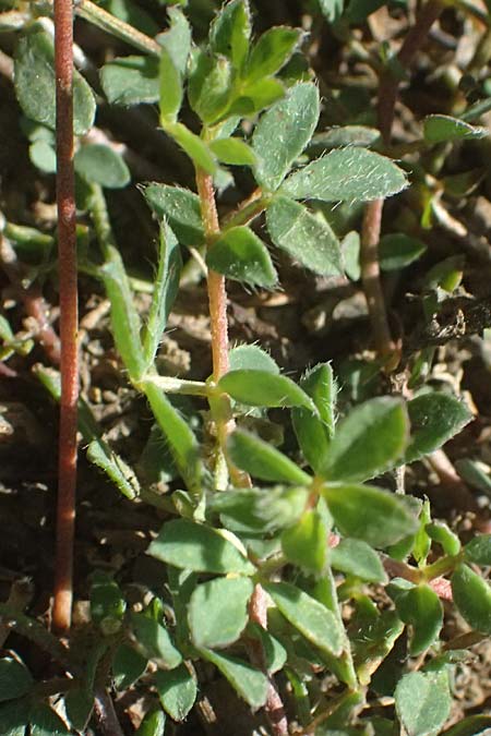 Lotus delortii \ Delorts Hornklee / Delort's Bird's-Foot Trefoil, I Varese Ligure 27.9.2023