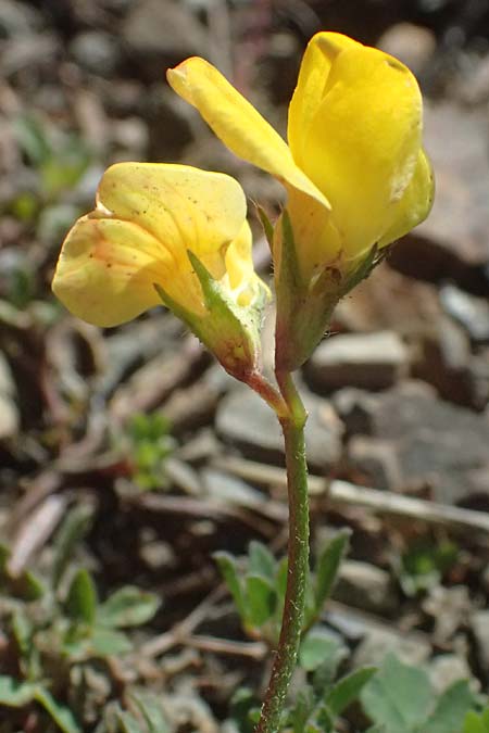 Lotus delortii \ Delorts Hornklee / Delort's Bird's-Foot Trefoil, I Varese Ligure 27.9.2023