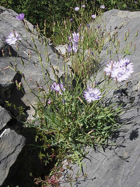 Lactuca perennis \ Blauer Lattich / Blue Lettuce, I Liguria, Toirano 20.5.2013
