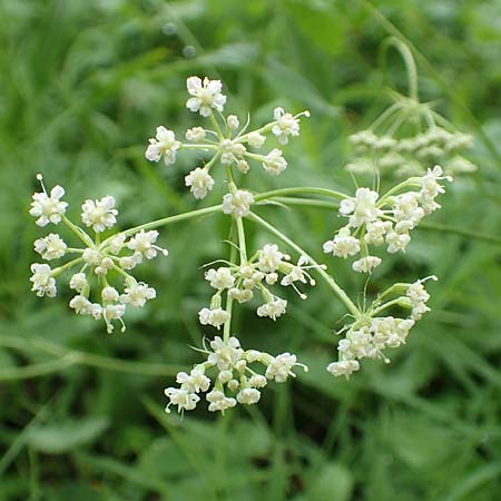Laserpitium peucedanoides \ Haarstrang-Laserkraut / Sermountain, I Alpi Bergamasche, Seriana-Valpiana 6.6.2017