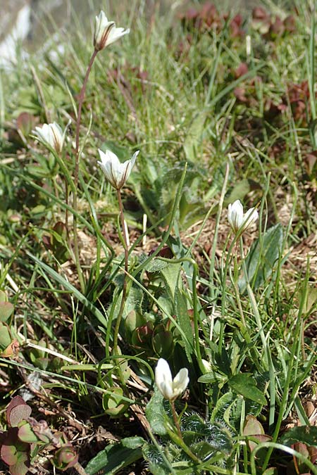 Gagea serotina \ Spte Faltenlilie / Snowdon Lily, I Passo San Marco 10.6.2017