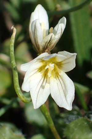 Gagea serotina \ Spte Faltenlilie / Snowdon Lily, I Passo San Marco 10.6.2017