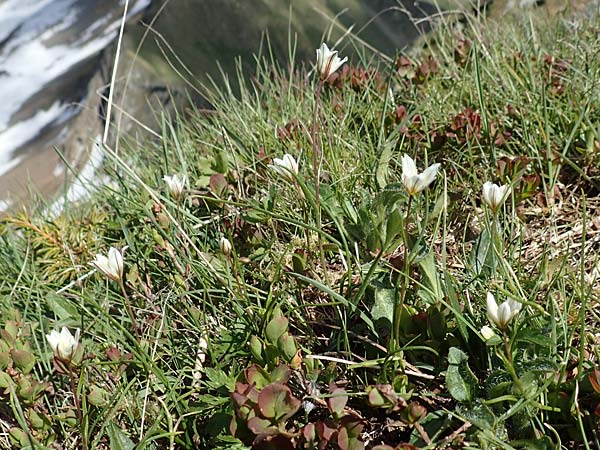 Gagea serotina \ Spte Faltenlilie / Snowdon Lily, I Passo San Marco 10.6.2017