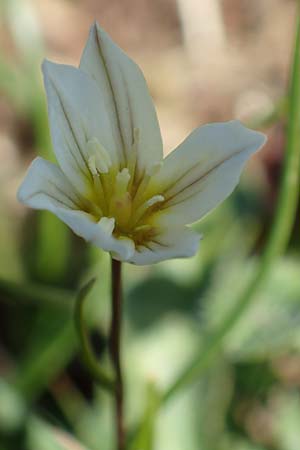 Gagea serotina \ Spte Faltenlilie / Snowdon Lily, I Passo San Marco 10.6.2017
