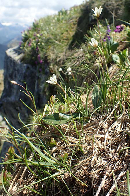Gagea serotina \ Spte Faltenlilie / Snowdon Lily, I Passo San Marco 10.6.2017