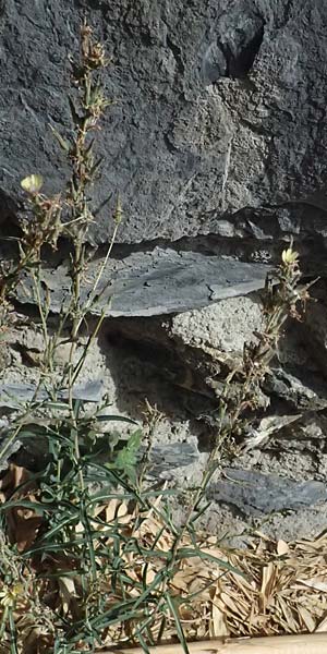 Lactuca saligna \ Weiden-Lattich / Willowleaf Lettuce, Least Lettuce, I Liguria, Cinque Terre 28.9.2023