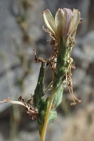 Lactuca saligna \ Weiden-Lattich / Willowleaf Lettuce, Least Lettuce, I Liguria, Cinque Terre 28.9.2023